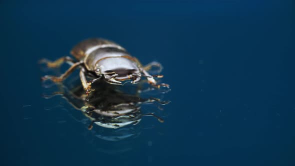 Macro Footage of Stag Beetle Crawling on Glass Mirror Surface and Moving Its Jaws