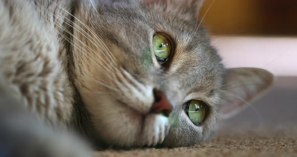 A Close-up Shot of the Face of a Beautiful Gray Cat with Green Eyes Staring Up. Blurring Shot