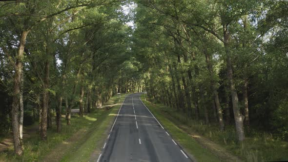 Cars Passing Through The Tree Tunnel on Left Hand Drive