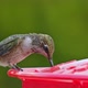 Hummingbird drinking from bird feeder in slow motion - VideoHive Item for Sale