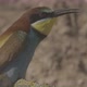 European Beeeater or Merops Apiaster - VideoHive Item for Sale