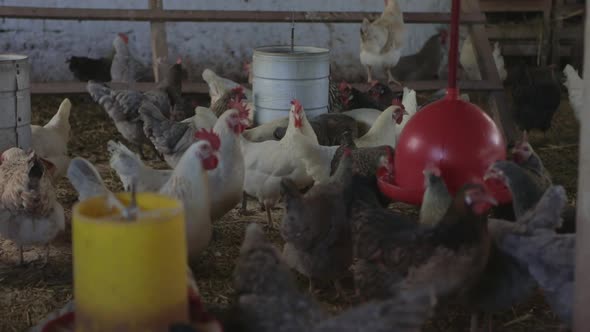 Flock of chickens inside of a chicken coop, feeding on grains.