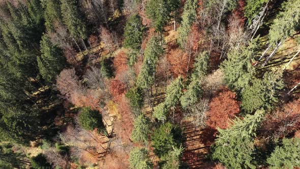 Flying Over the Canopy of Pine Trees, Evergreen Forest. Aerial Drone View