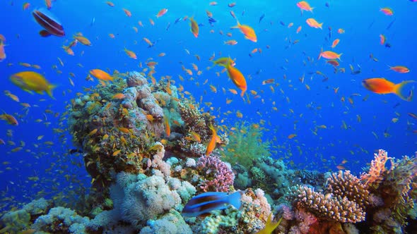 Tropical Underwater Fish and Soft Coral