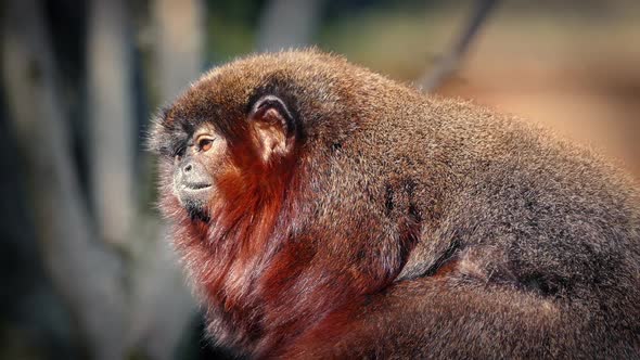 Furry Little Monkey Looking Around in Jungle