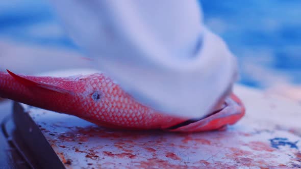 Close Up, man ring scales from Red Snapper fish with ocean background