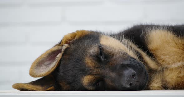 German Shepherd Lying and Sleeping on Table in White Room