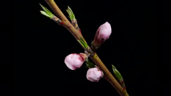 Spring Easter Time Lapse  Pink Flowers of Peach Blossom on Black Background