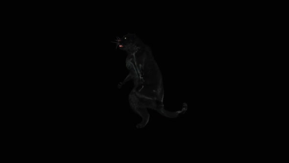 Panther Dancing HD