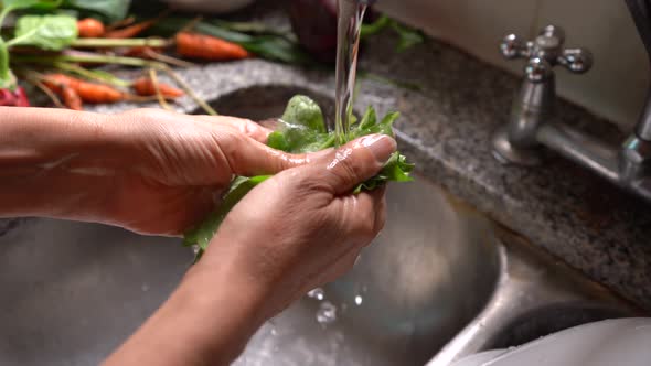 Hands Cleaning And Washing Fresh Spinach Leaves In Tap Water In The Kitchen Sink. close up