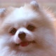 close up pomeranian white puppy dog with happy tongue face - VideoHive Item for Sale