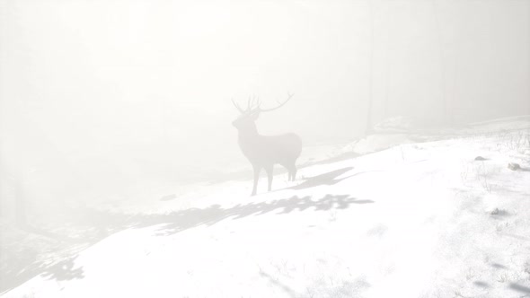 Proud Noble Deer Male in Winter Snow Forest