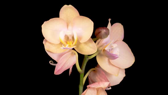 Blooming Peach Orchid Phalaenopsis Flower