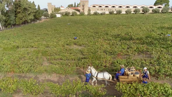 Aerial view of horse pulling wagon on hilly grapes fields in Greece.