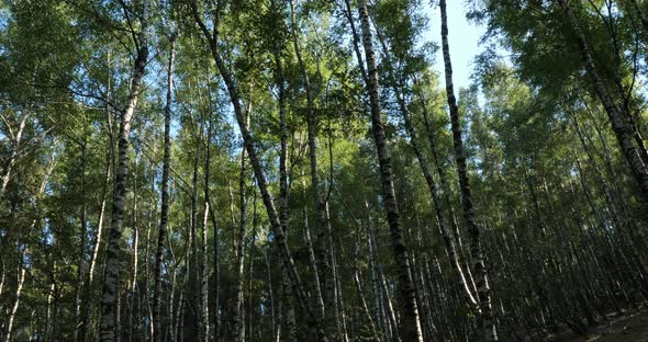 Birch forest near Le Plan de Monfort, the Cevennes National park, Lozere department, France
