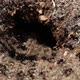 Ants In A Hole - VideoHive Item for Sale