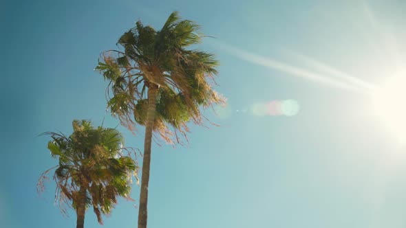 Palm Trees On A Sunny Day Swaying In Wind During Summer. - wide shot