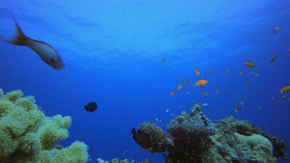 Blue Sea Water Colourful Fish