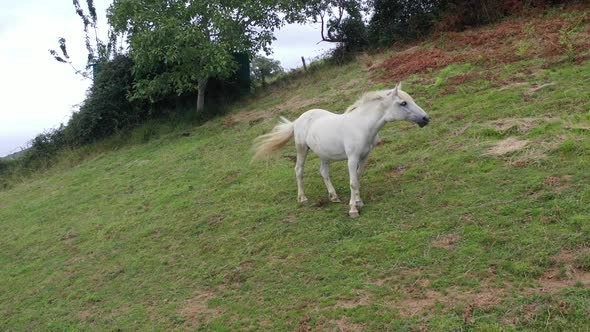 White Horse Eating Grass on a Green Meadow