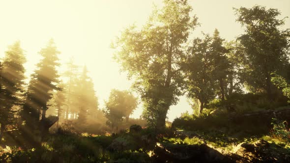 Sunrise in a Misty Coniferous Forest