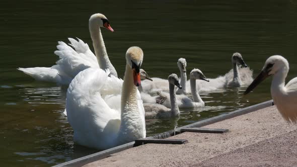 Swan Family on the Lake