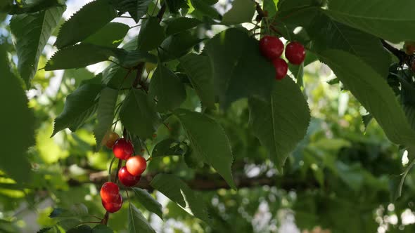 Tree branches with sweet cherries  close-up 4K 2160p 30fps UltraHD footage - Prunus avium  orchard w