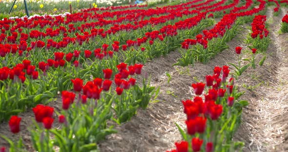 Tulips on Agruiculture Field Holland