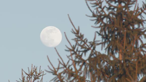 Pine Tree Silhouetted By Full Moon