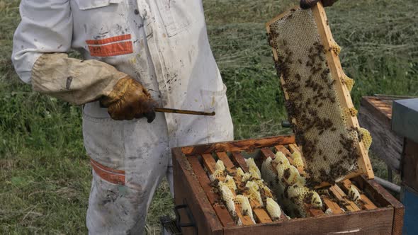 Beekeeper is working with bees and beehives