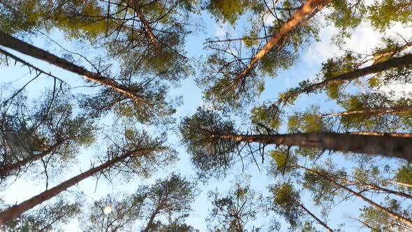 Beautiful Treetops in a Pine Forest