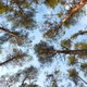 Beautiful Treetops in a Pine Forest - VideoHive Item for Sale