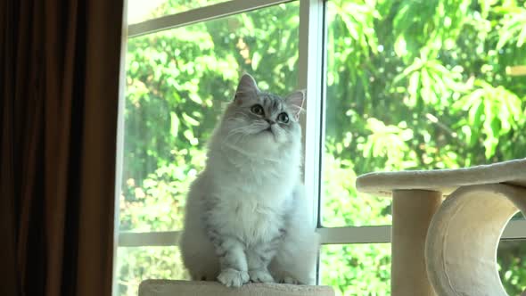 Cute Persian Cat Sitting On Cat Tower