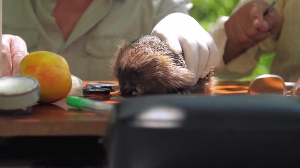 Retired Doctor Holds Naughty Hedgehog with Hand in Glove