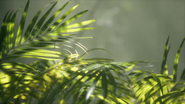 Bright Light Shining Through the Humid Misty Fog and Jungle Leaves alt