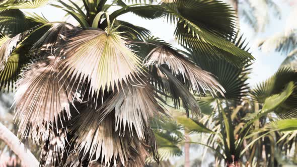 Tropical Garden with Palm Trees in Sun Rays