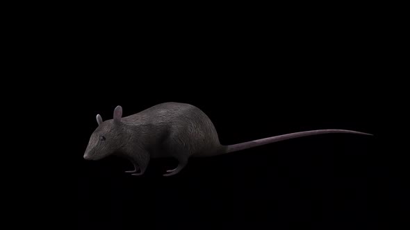 Brown Rat İdle Side View alt