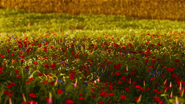 Beautiful Poppy Field During Sunrise