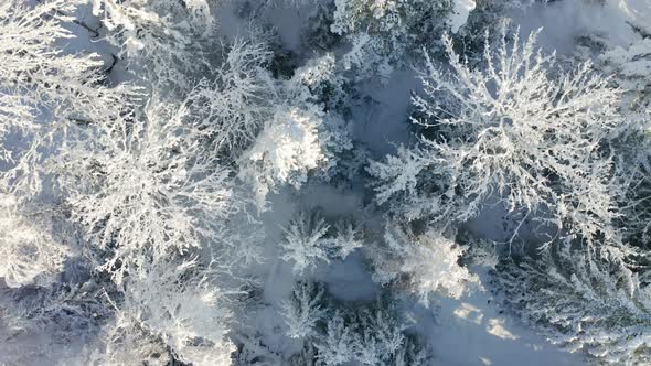 Fly Slowly Directly Above Large Forest in the Cold Winter