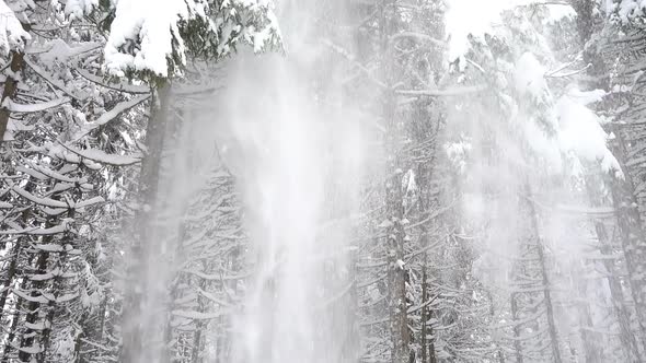 Snow Falls From The Tree Tops