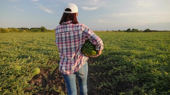 Farmer Carries a Ripe Watermelon in Hands