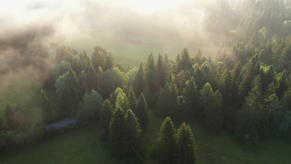 Fog in the forest