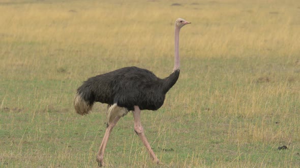 Male ostrich, Africa