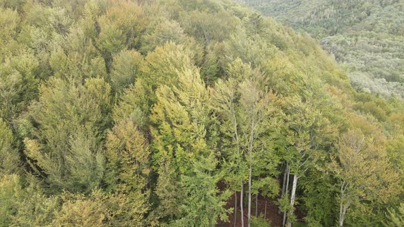 Trees in the Mountains Slow Motion. Aerial View of the Carpathian Mountains in Autumn. Ukraine