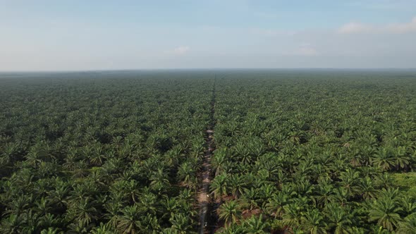 Aerial View of The Palm Oil Estates