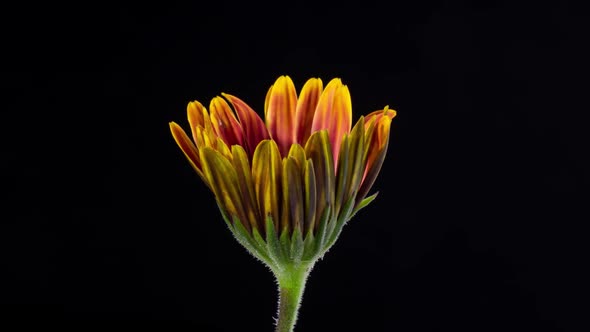 Time Lapse Amethyst Flower Opening