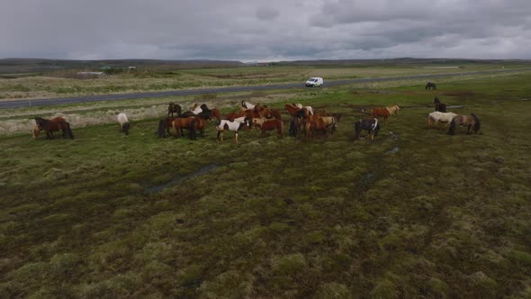 Beautiful Icelandic Horses Running Around in the Field