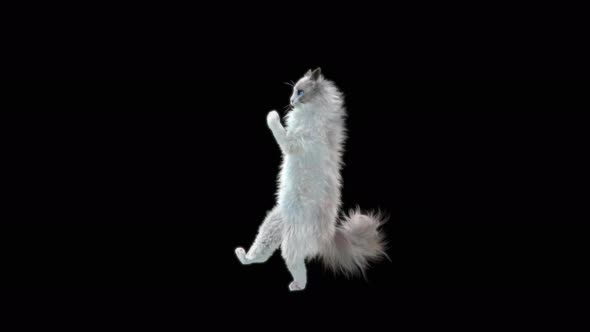 Cat Dancing 4K