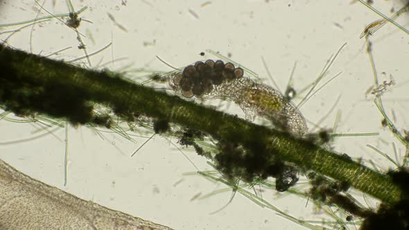 Female Bear Tardigrada With Eggs