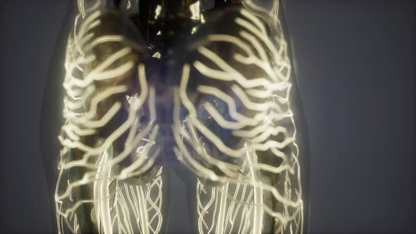 Human Body with Glow Blood Vessels alt