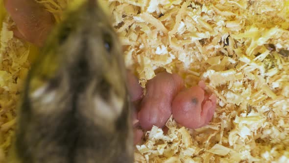 Closeup of small blind newborn rats lying down on wooden sawdust in pet nest.